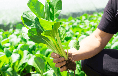 【9月】東都生活協同組合　－有機野菜を産地直結で！！－