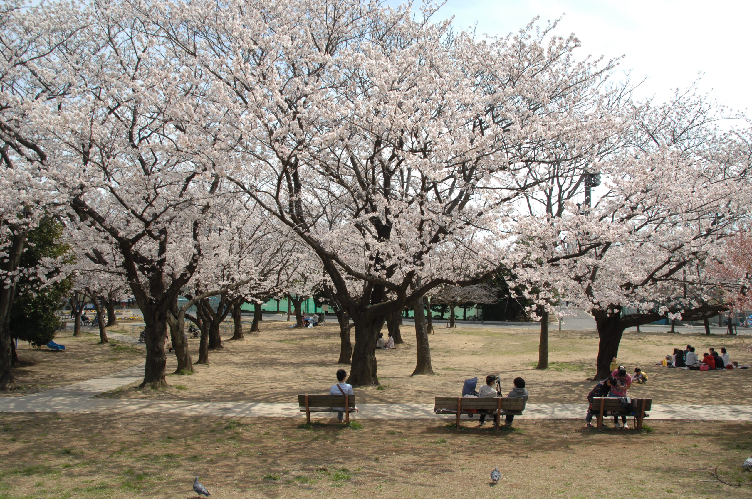 中央公園